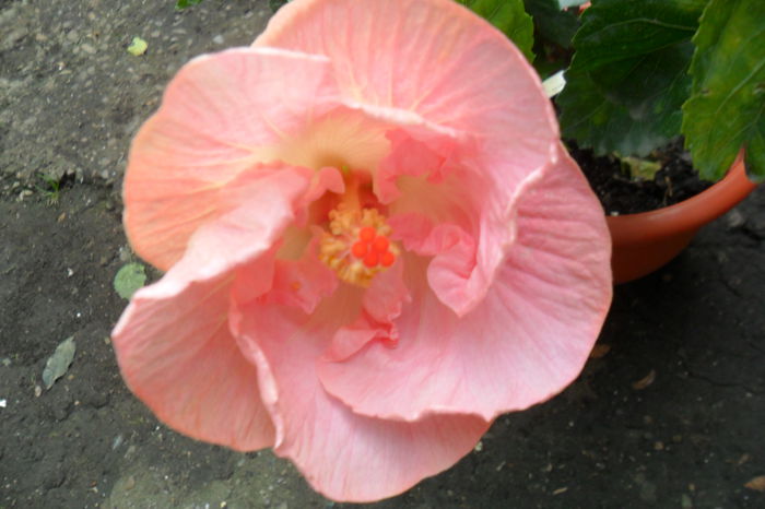 Picture 558 - gina marie-62