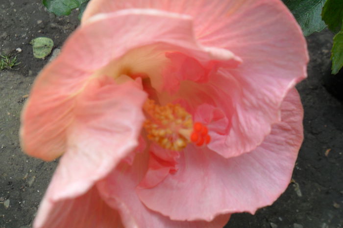 Picture 562 - gina marie-62