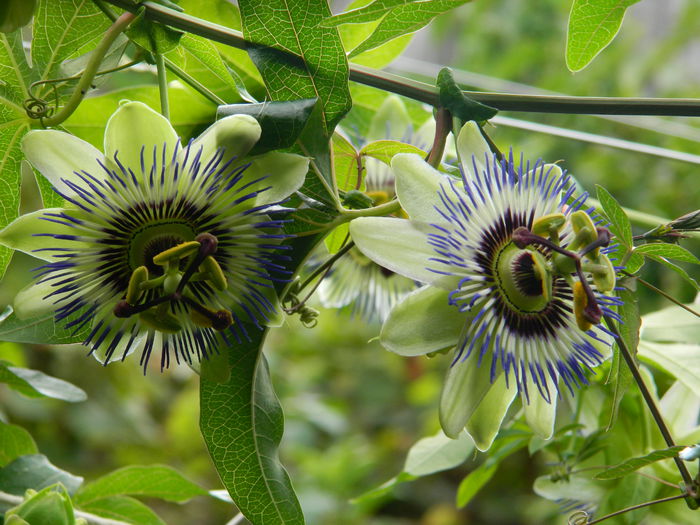 DSCN7814 - PASSIFLORA_2014