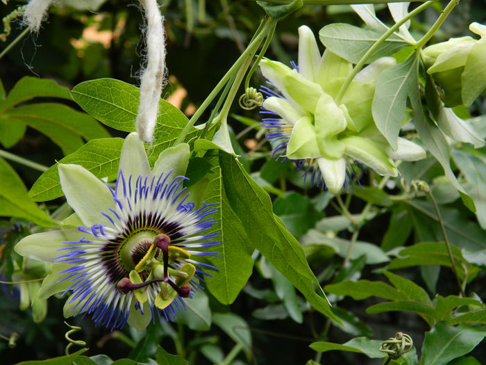DSCN7820 - PASSIFLORA_2014