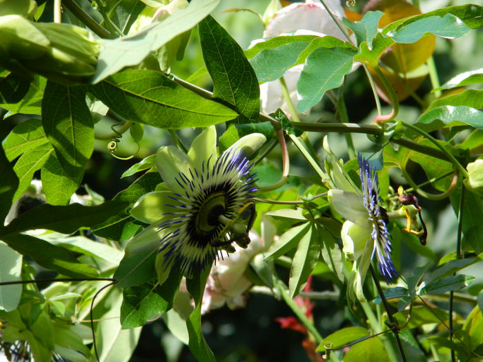 DSCN7856 - PASSIFLORA_2014