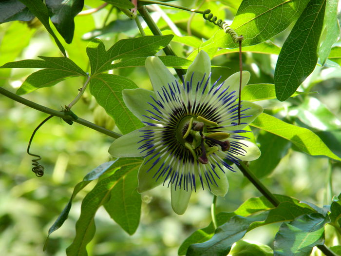 DSCN7857 - PASSIFLORA_2014
