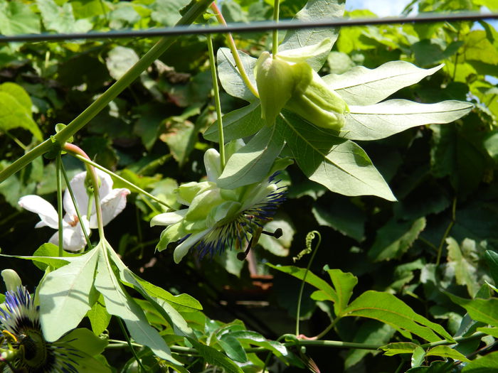 DSCN7858 - PASSIFLORA_2014