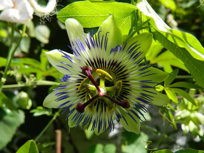 DSCN7859 - PASSIFLORA_2014