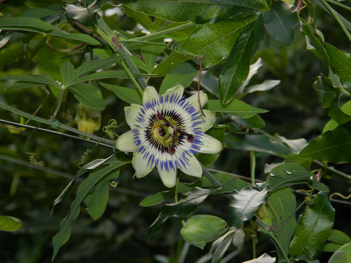 DSCN7866 - PASSIFLORA_2014