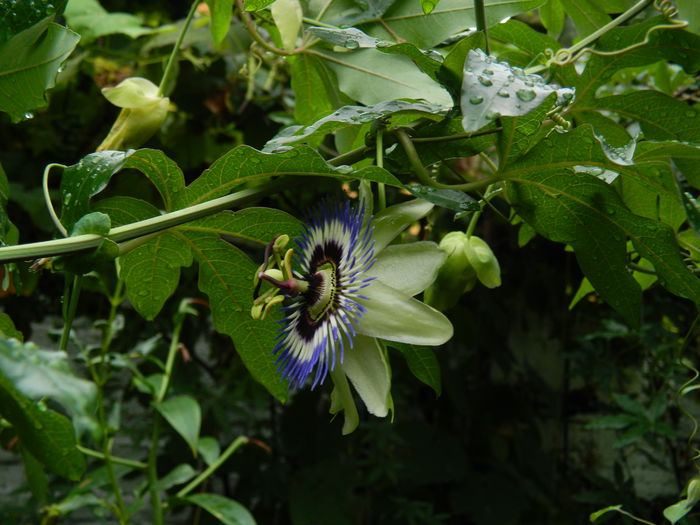 DSCN7942 - PASSIFLORA_2014
