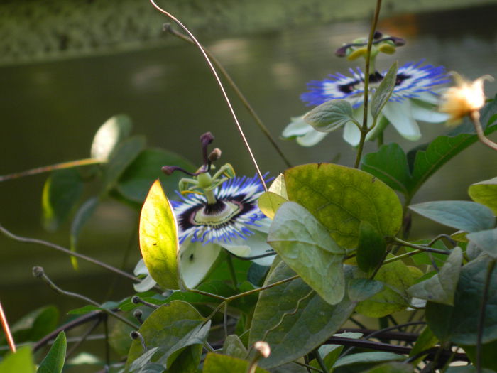 DSCN7957 - PASSIFLORA_2014