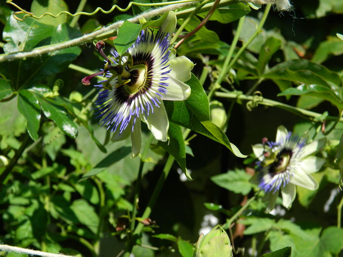 DSCN7958 - PASSIFLORA_2014