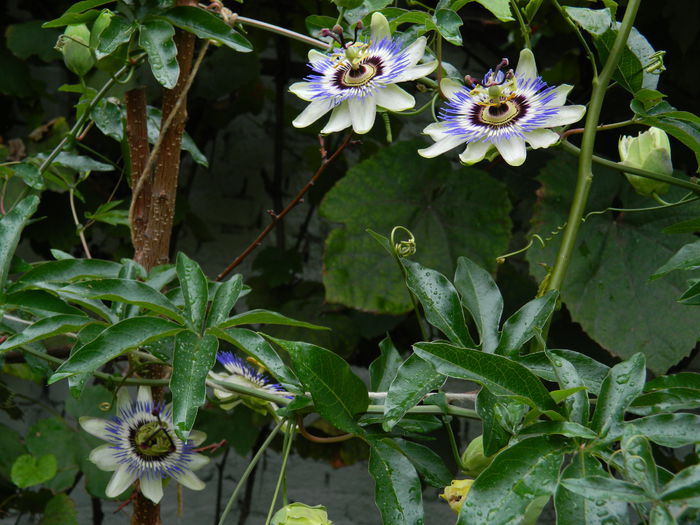DSCN8499