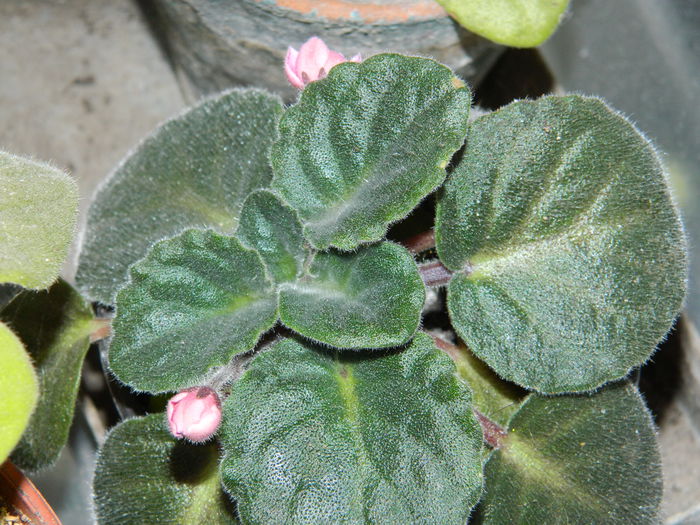 DSCN8277 - SEPTEMBRIE_2014