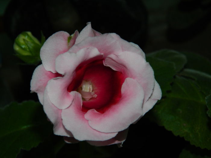 DSCN8279 - SEPTEMBRIE_2014