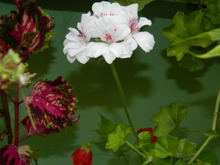 DSCN8282 - SEPTEMBRIE_2014