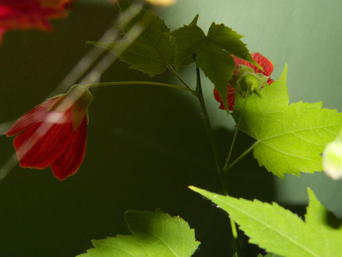 DSCN8283 - SEPTEMBRIE_2014