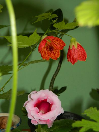 DSCN8284 - SEPTEMBRIE_2014