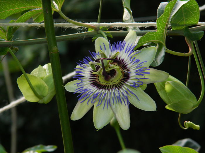 DSCN8290 - SEPTEMBRIE_2014