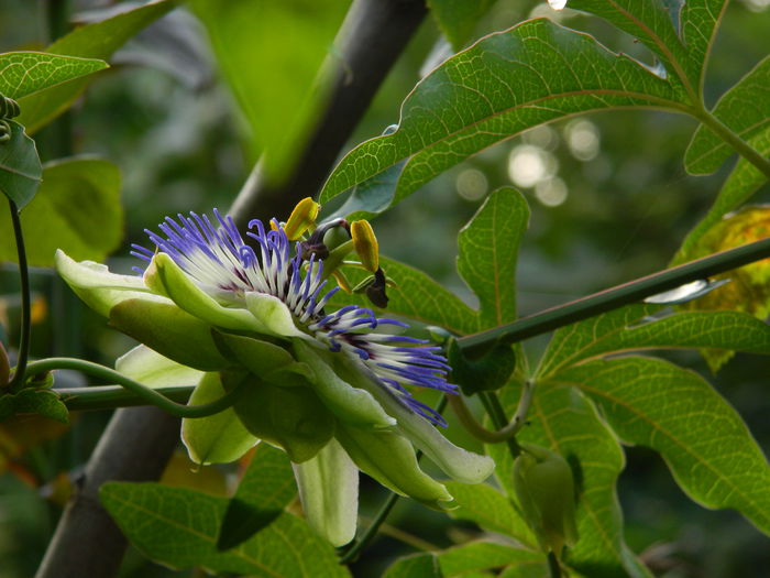 DSCN8291 - SEPTEMBRIE_2014