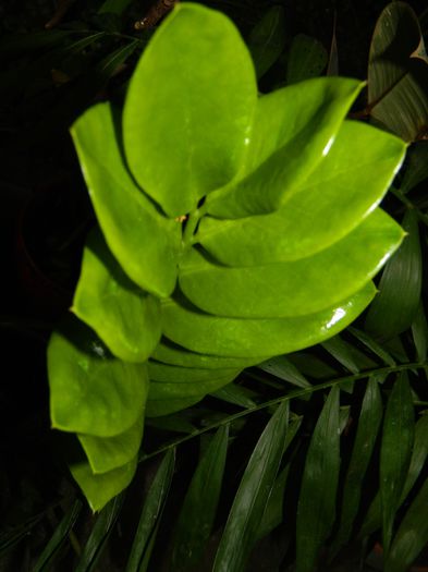 DSCN8294 - SEPTEMBRIE_2014