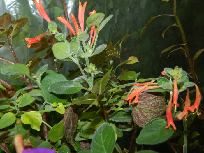 DSCN8305 - SEPTEMBRIE_2014