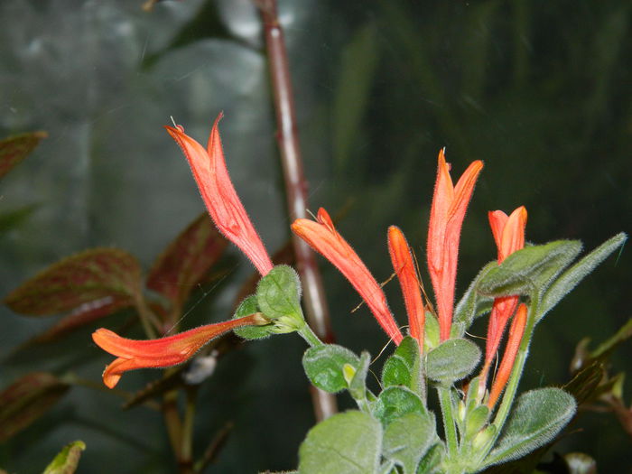 DSCN8306 - SEPTEMBRIE_2014