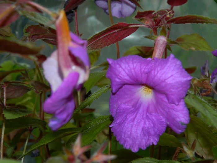 DSCN8307 - SEPTEMBRIE_2014