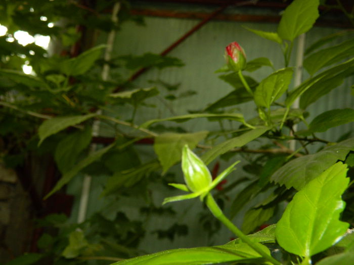 DSCN8310 - SEPTEMBRIE_2014