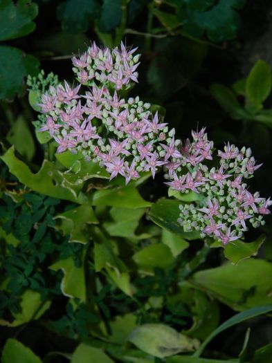 DSCN8312 - SEPTEMBRIE_2014