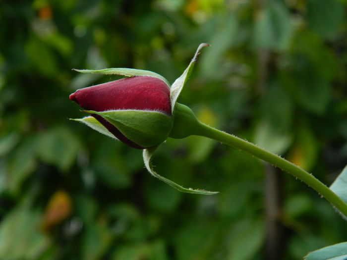 DSCN8319 - SEPTEMBRIE_2014