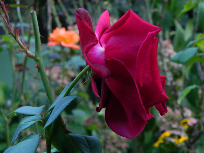 DSCN8320 - SEPTEMBRIE_2014