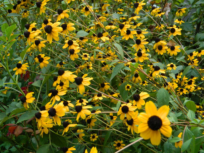 DSCN8323 - SEPTEMBRIE_2014