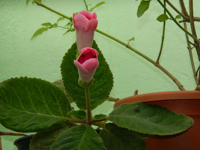 DSCN8329 - SEPTEMBRIE_2014