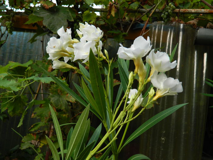 DSCN8347 - SEPTEMBRIE_2014