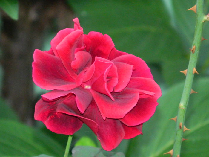 DSCN8353 - SEPTEMBRIE_2014