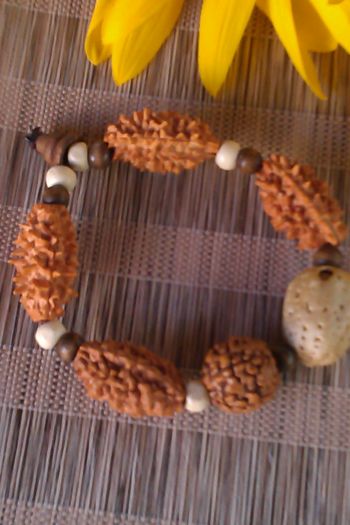 Rudraksha cu 1, 2 si 5 fatete