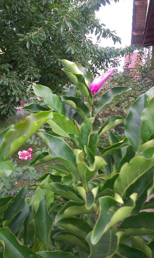boboc magnolie luna august 2014 - Magnolia SuSan