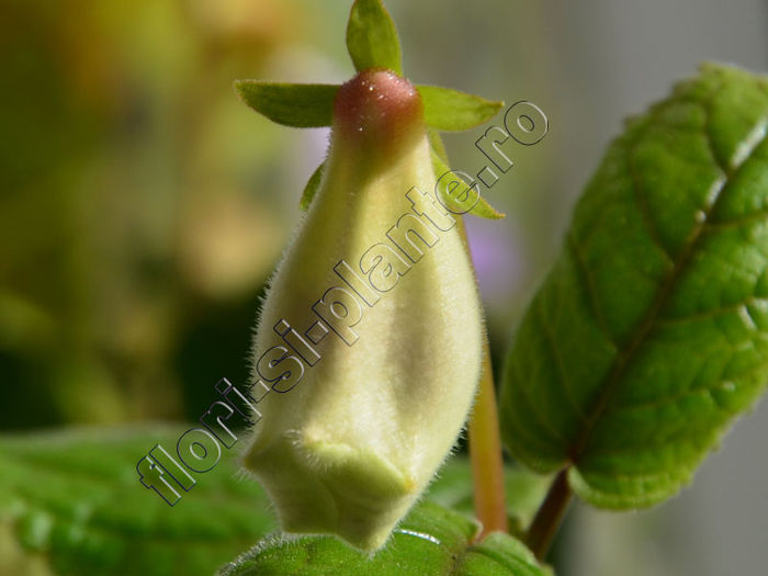 Sinningia Luci s ??? - GLOXINIA_SINNINGIA - Hibrizii mei -My hybrids