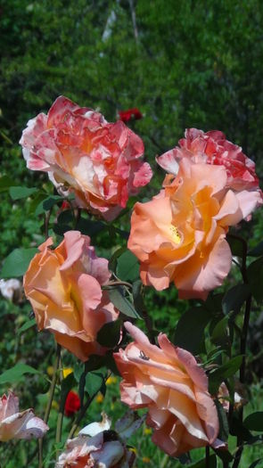 DSC03878