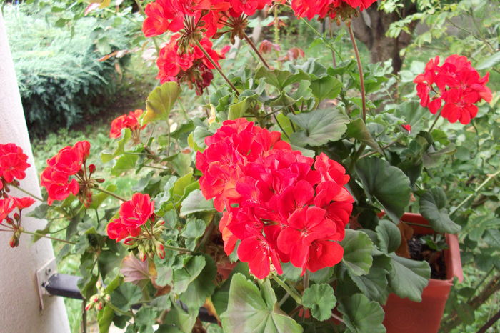 muscata clasica rosie