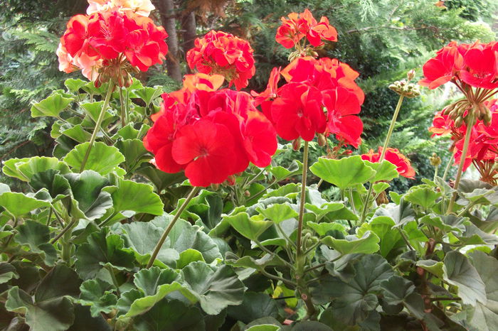 sunt cele mai rezistente flori pentru jardiniere - muscate clasice si curgatoare