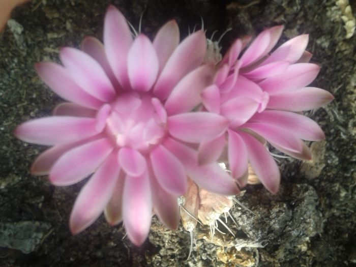 gymnocalycium_20140907_153602 - Cactusi si suculente