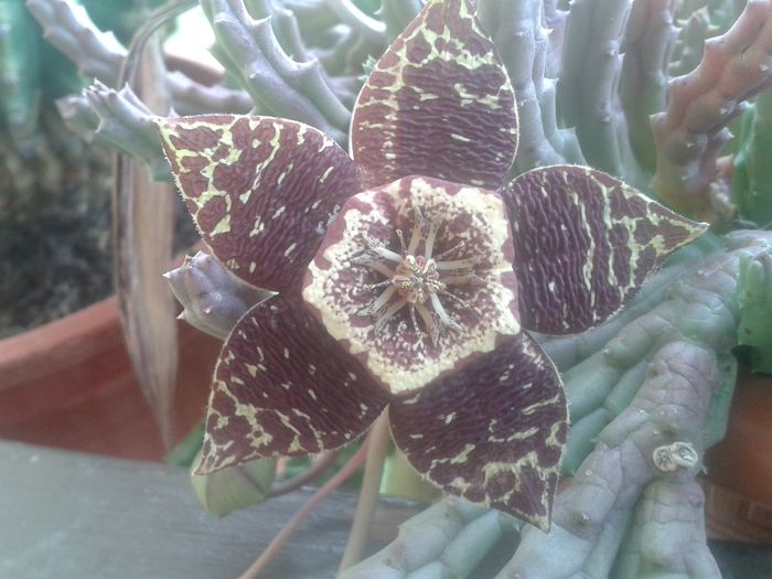 Stapelia variegata_20140907_153455 - Cactusi si suculente