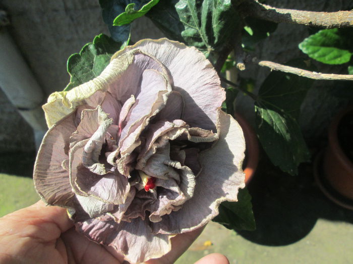 hibiscus - flori de septembrie 2014