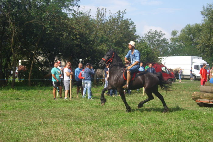 Poze 660 - Expozitia de cai Tauteu 16-08-2014