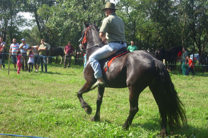 Poze 681 - Expozitia de cai Tauteu 16-08-2014