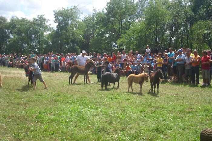 Poze 837 - Expozitia de cai Tauteu 16-08-2014