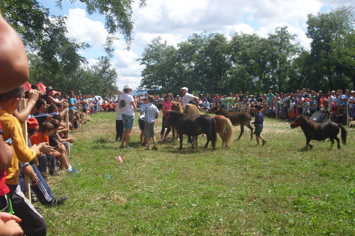 Poze 838 - Expozitia de cai Tauteu 16-08-2014