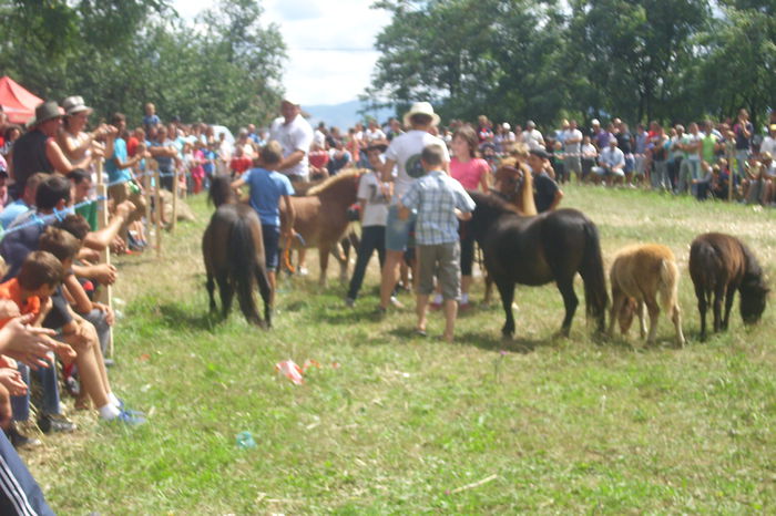Poze 839 - Expozitia de cai Tauteu 16-08-2014