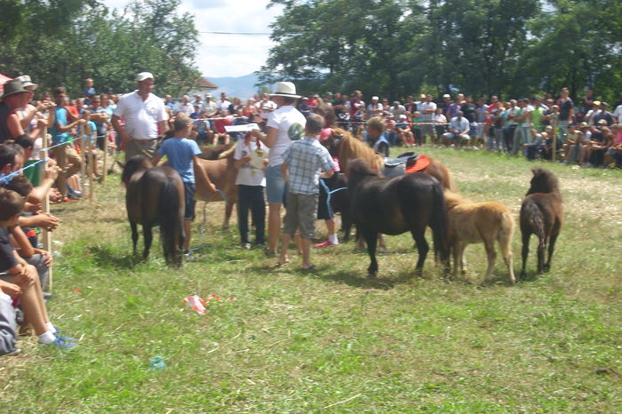 Poze 840 - Expozitia de cai Tauteu 16-08-2014