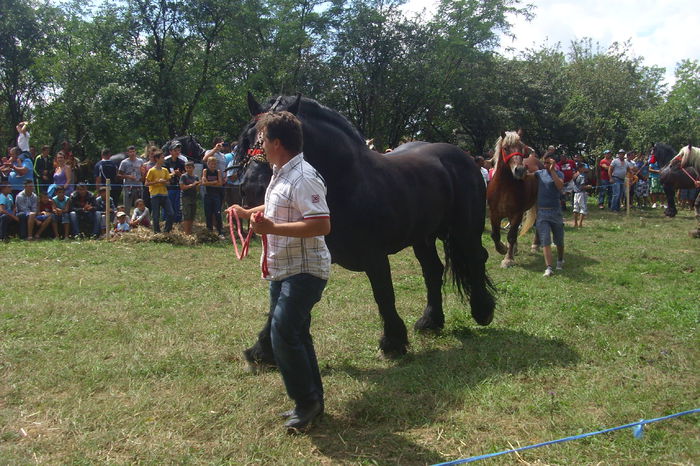 Poze 845 - Expozitia de cai Tauteu 16-08-2014