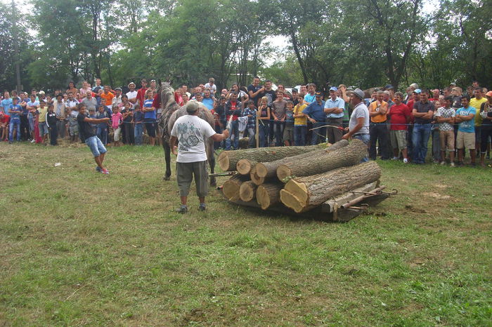 Poze 873 - Expozitia de cai Tauteu 16-08-2014