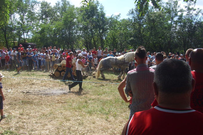 Poze 890 - Expozitia de cai Tauteu 16-08-2014